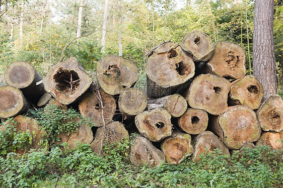 森林里的一堆砍倒的树图片
