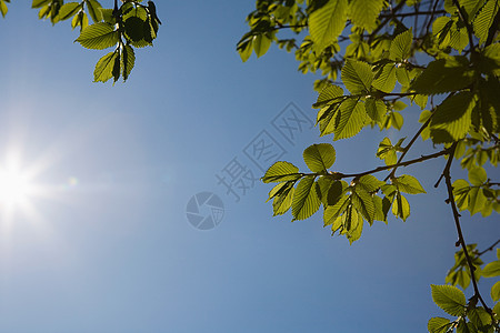 阳光和树叶图片