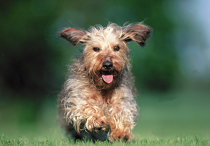在草地上奔跑的狗狗图片