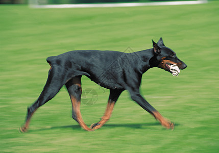 在草地上奔跑的杜宾狗狗高清图片