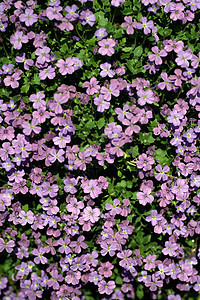 绿篱上的紫花图片
