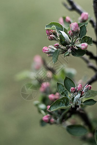 丁香花图片