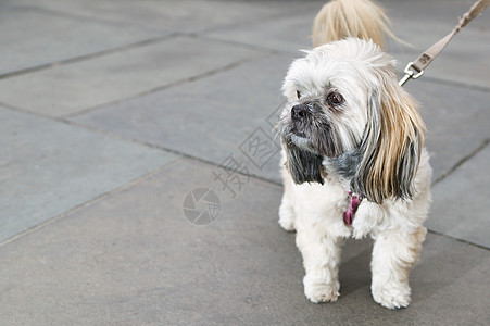 人行道上的猎犬背景图片