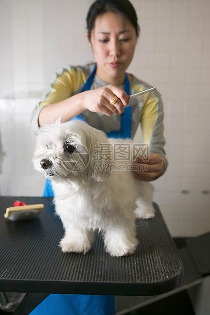 给狗梳毛的女人图片