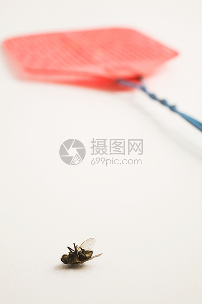 死苍蝇和苍蝇拍