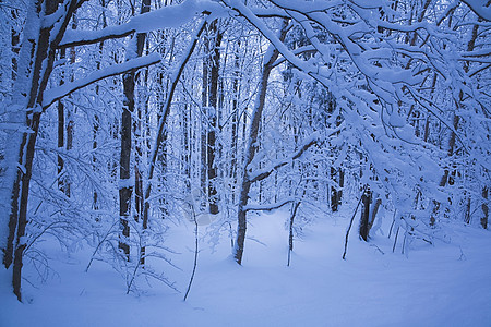 被雪覆盖的树图片