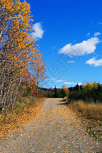 秋天的小路和树木图片