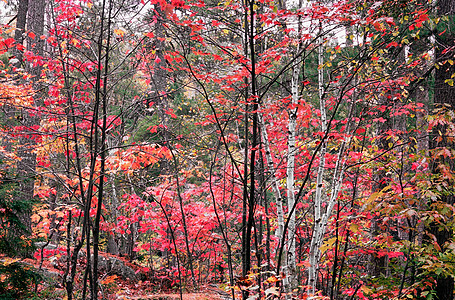 秋天的桦树和枫树背景图片