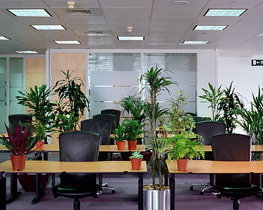 空办公室的植物图片