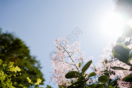 花园里的阳光图片