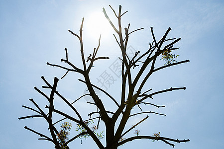 阳光下的树木轮廓图片