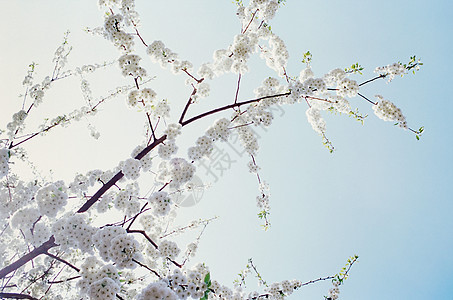 树上的白花图片