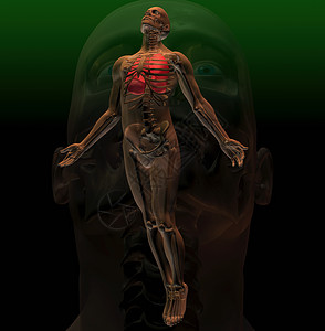 人体下的骨骼示意图图片