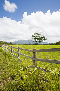 夏威夷考艾岛的田地图片