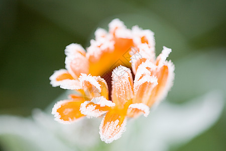 霜特写花上的霜背景