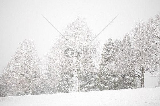 欢乐谷白雪皑皑的树木图片