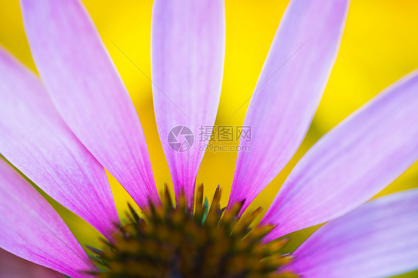 鲜花特写图片