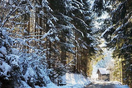 白雪皑皑的杉树通向佛罗里达州的一个小屋，图片
