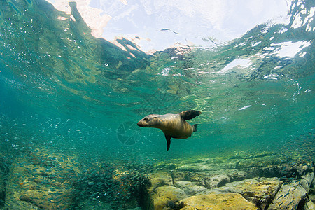 加利福尼亚海狮图片