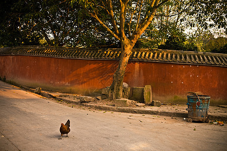 中国重庆街头公鸡图片