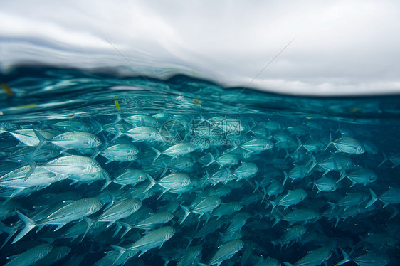 在西帕丹岛游动的鱼图片