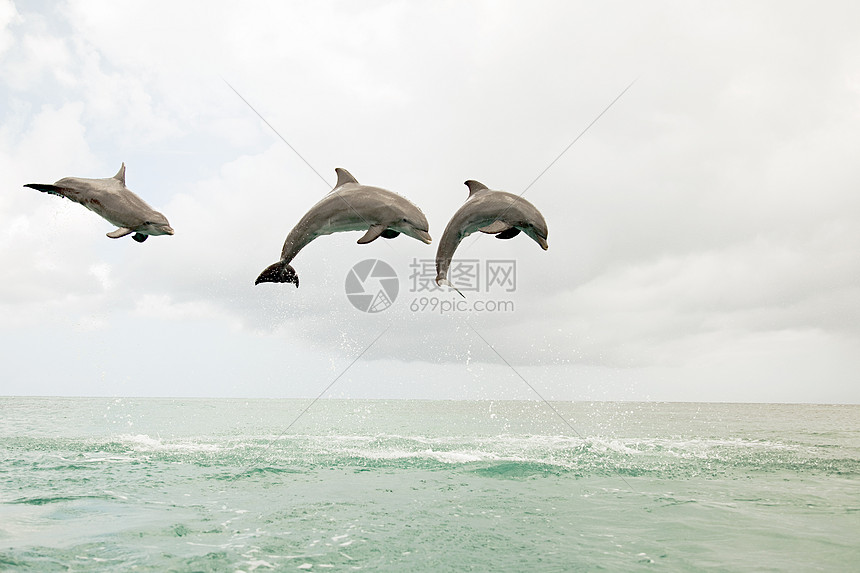‘~三只宽吻海豚跃出大海  ~’ 的图片