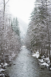 穿过积雪覆盖的树图片