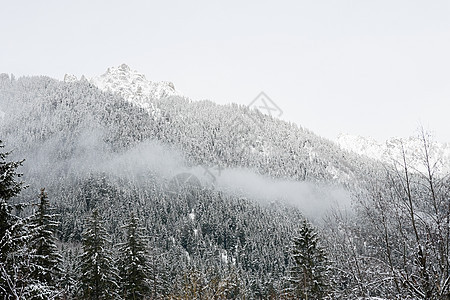 山坡上被雪覆盖的树图片