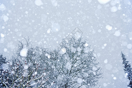 被雪覆盖的树图片