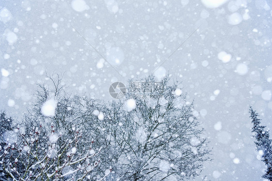 被雪覆盖的树图片