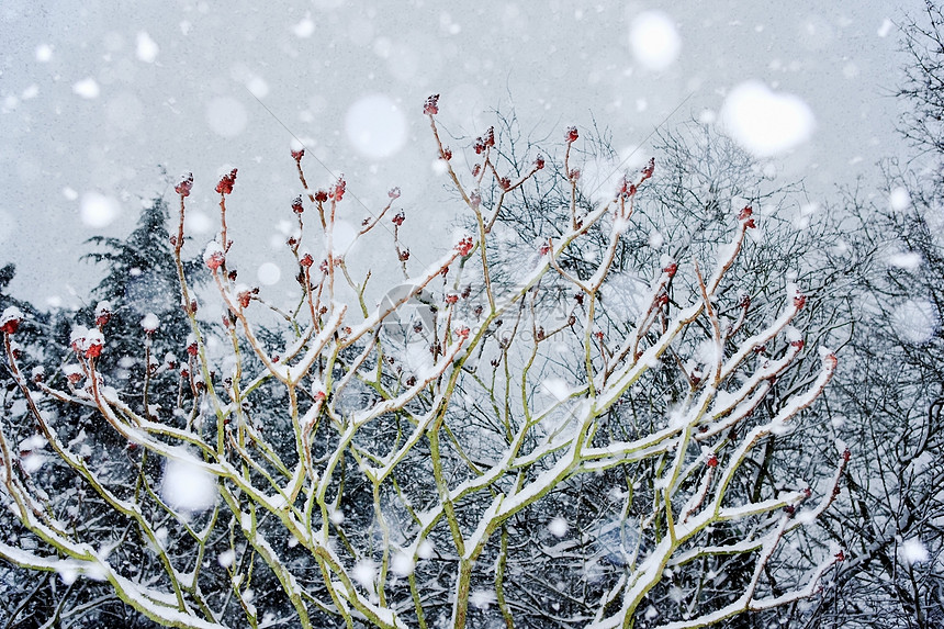 被雪覆盖的树图片