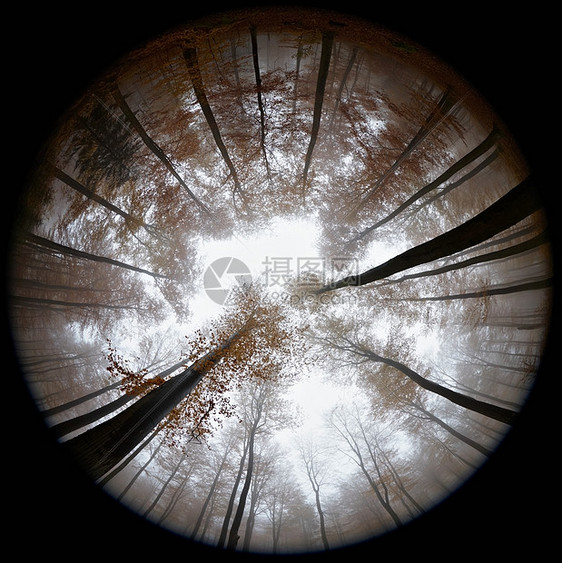 雾中秋林图片