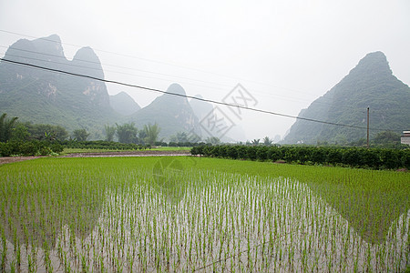 中国广西阳朔稻田和喀斯特景观图片
