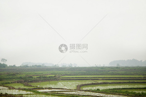 中国广西阳朔稻田图片