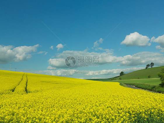 乡村景观中的菜籽田图片