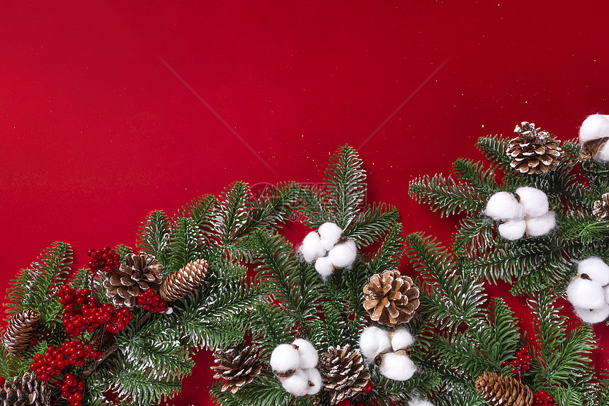 圣诞节松树枝图片