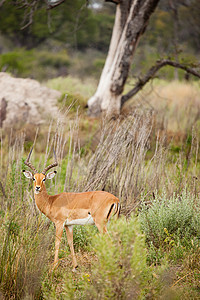 非洲博茨瓦纳黑斑羚图片