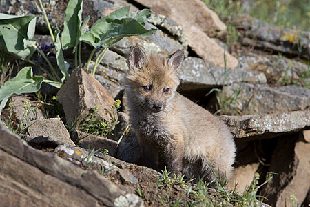 红狐背景图片