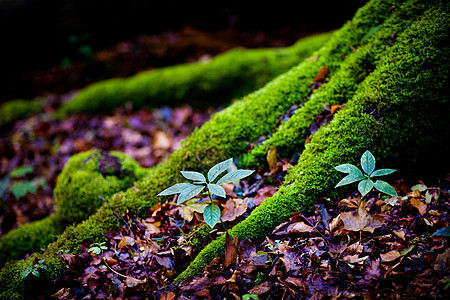 森林中苔藓树树根上的苔藓背景