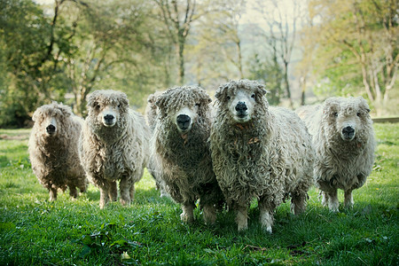 英国达特摩尔的绵羊图片