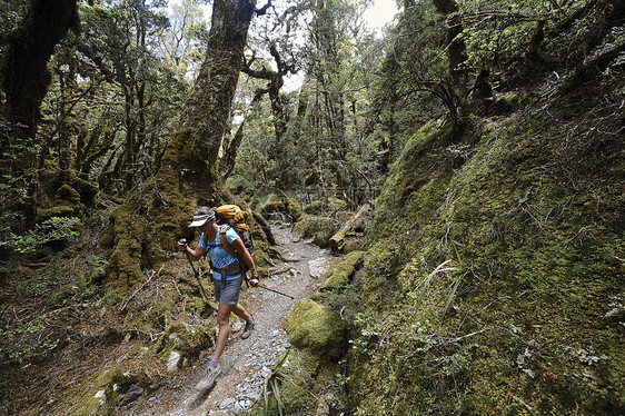 新西兰森林里的女子徒步旅行图片