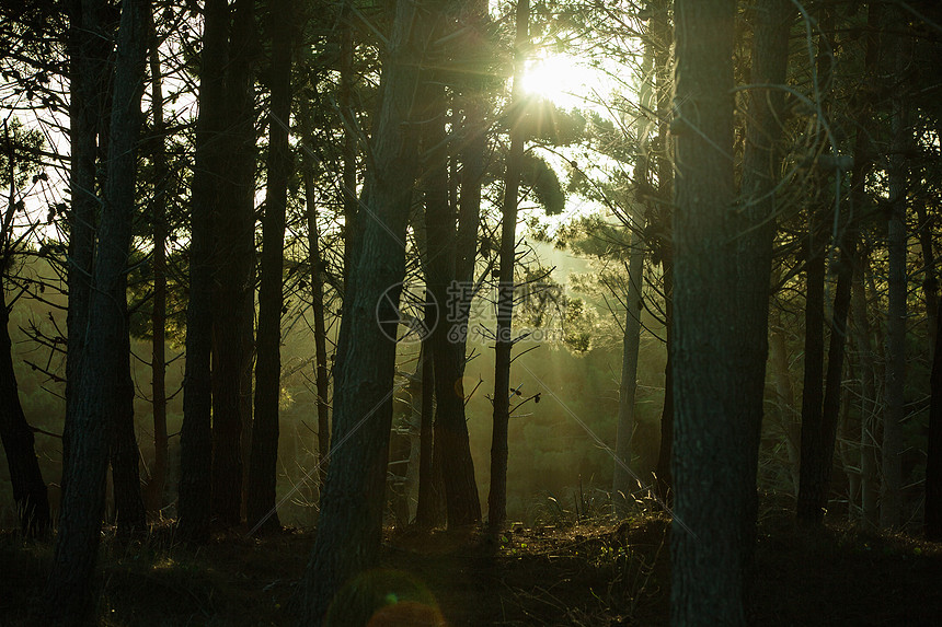 有阳光和树影的暗森林图片