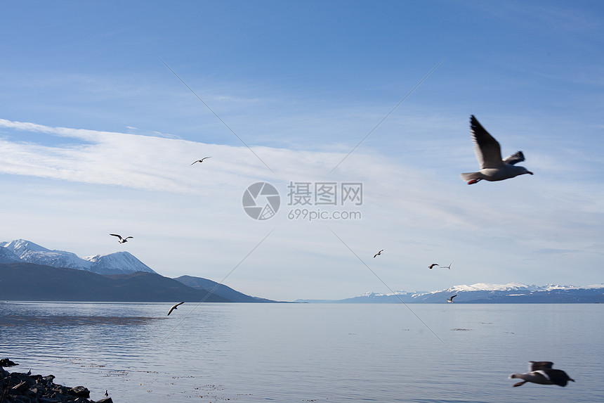 阿根廷乌斯怀亚海鸥飞越大海图片