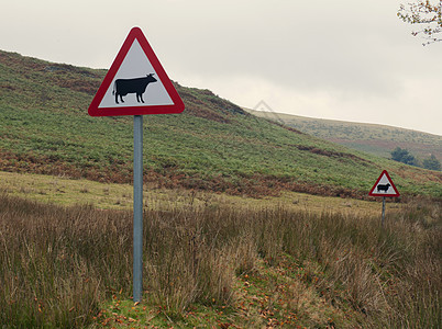 当心牛的警告标志图片