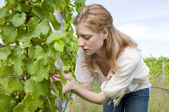 葡萄园中有葡萄藤的中年妇女图片