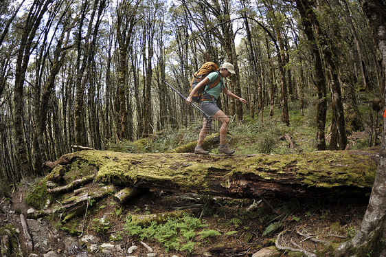 妇女在森林里徒步旅行，新西兰图片