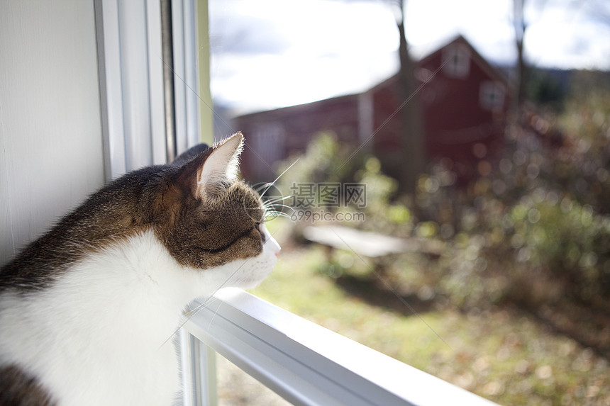 一只猫透过窗户看图片