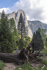 美国加利福尼亚州约塞米蒂国家公园的山景和倒下的树图片