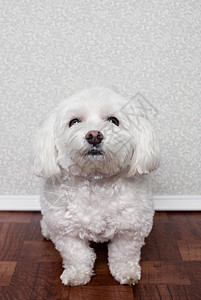马耳他狗的肖像图片