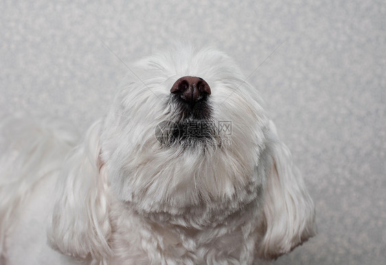 马耳他犬抬头图片